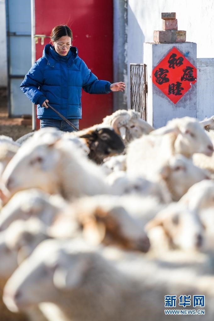 Young sisters turn to farming, sheep raising to help cancer-stricken father