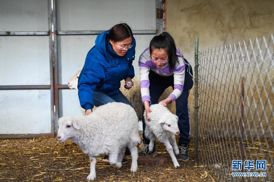 Young sisters turn to farming, sheep raising to help cancer-stricken father