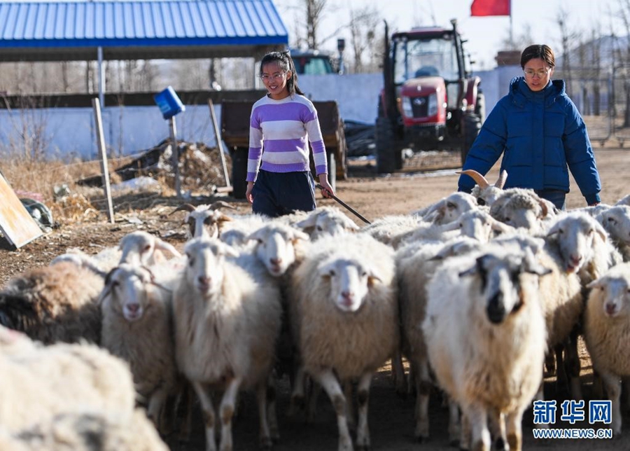 Young sisters turn to farming, sheep raising to help cancer-stricken father