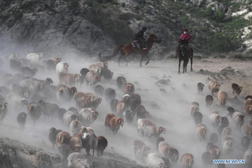 Ethnic Kazakh herdsmen move livestock to summer pastures in China's Xinjiang