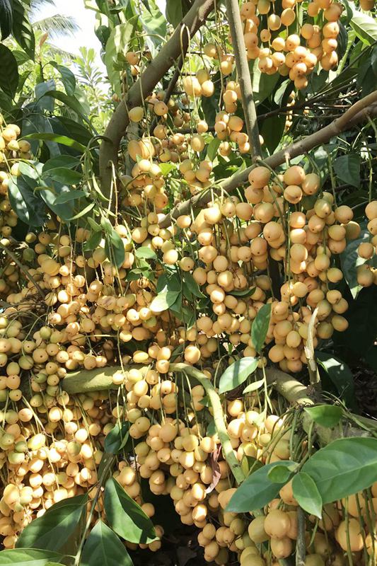 A peek into tropical fruit tree planting base in Hainan, south China