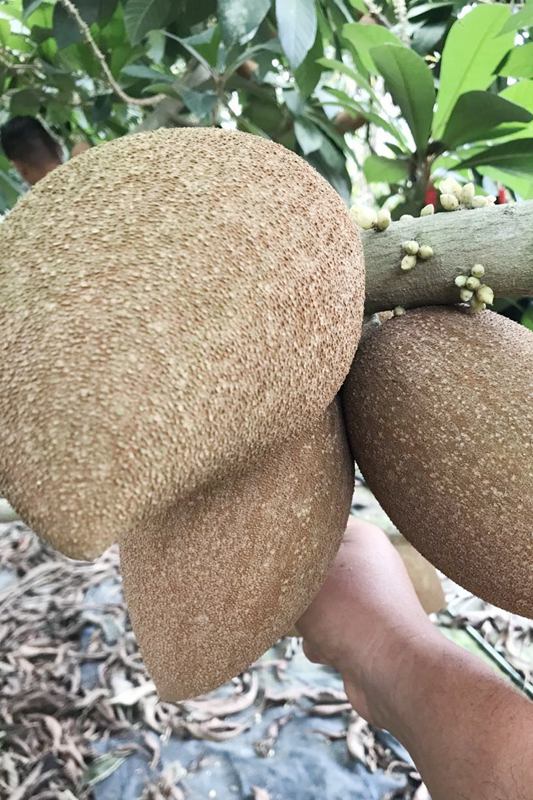 A peek into tropical fruit tree planting base in Hainan, south China