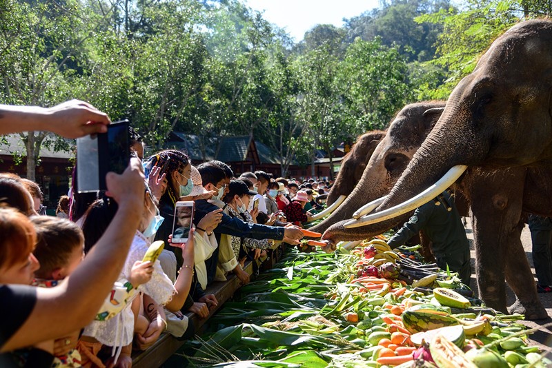 Asian elephants’ Sweet home in Yunnan