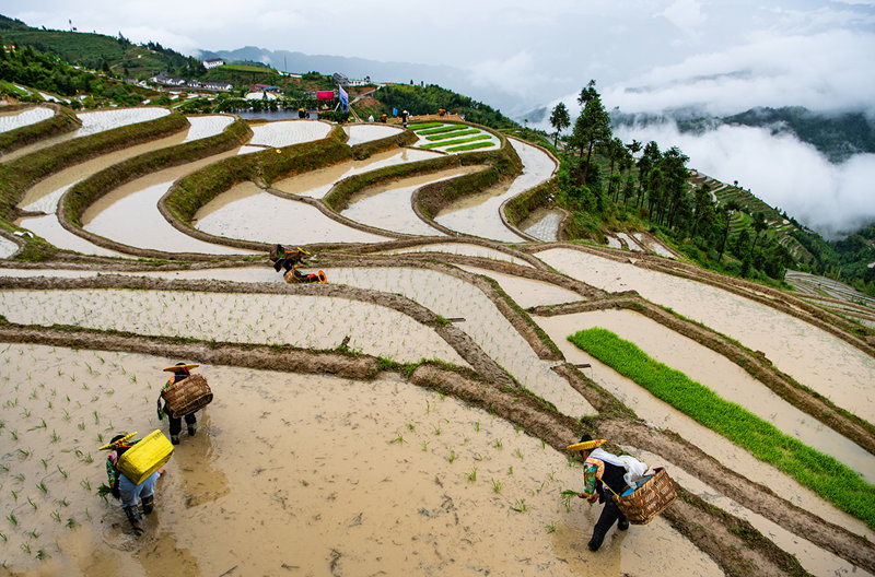 Terraced field in central China's Hunan boosts tourism, agriculture