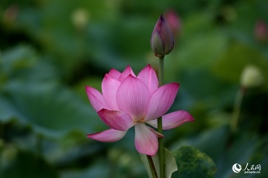 Lotus in E China's Fujian in full bloom