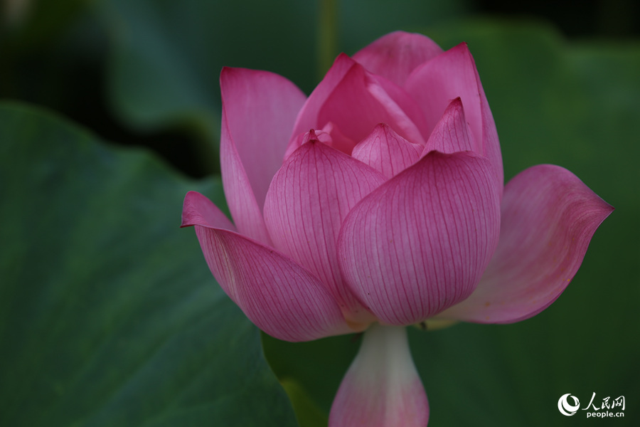 Lotus in E China's Fujian in full bloom