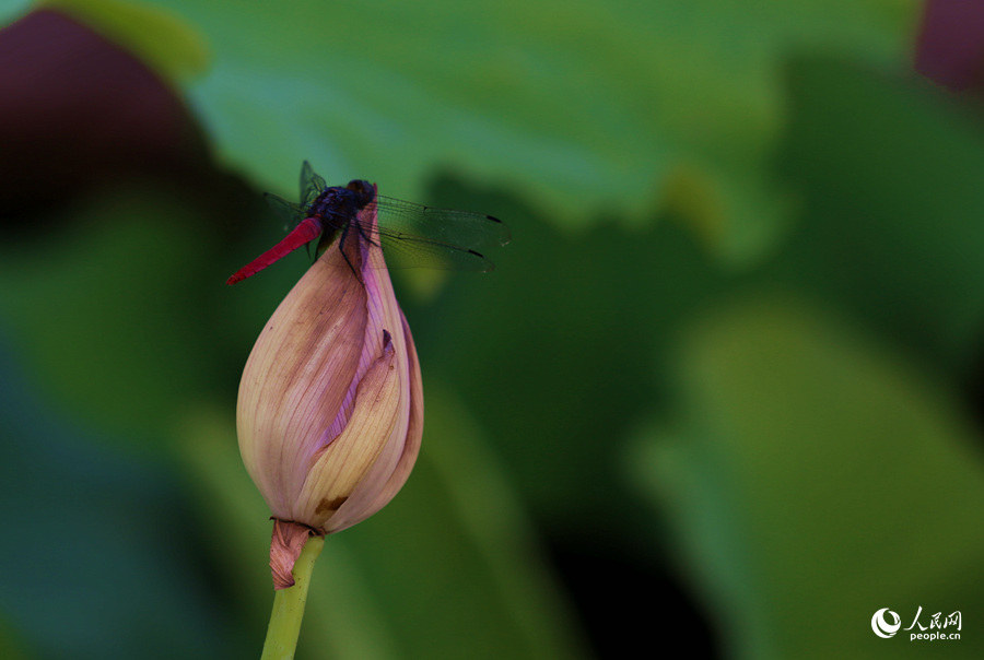 Lotus in E China's Fujian in full bloom