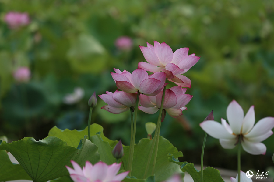 Lotus in E China's Fujian in full bloom