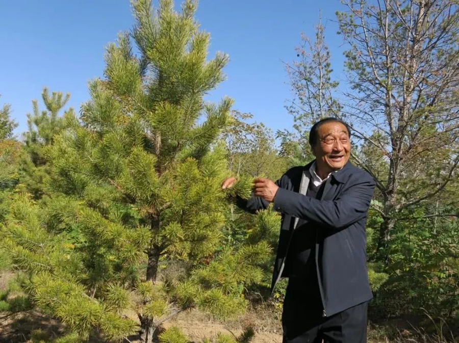 Chinese farmer creates ‘green Great Wall’ in desert