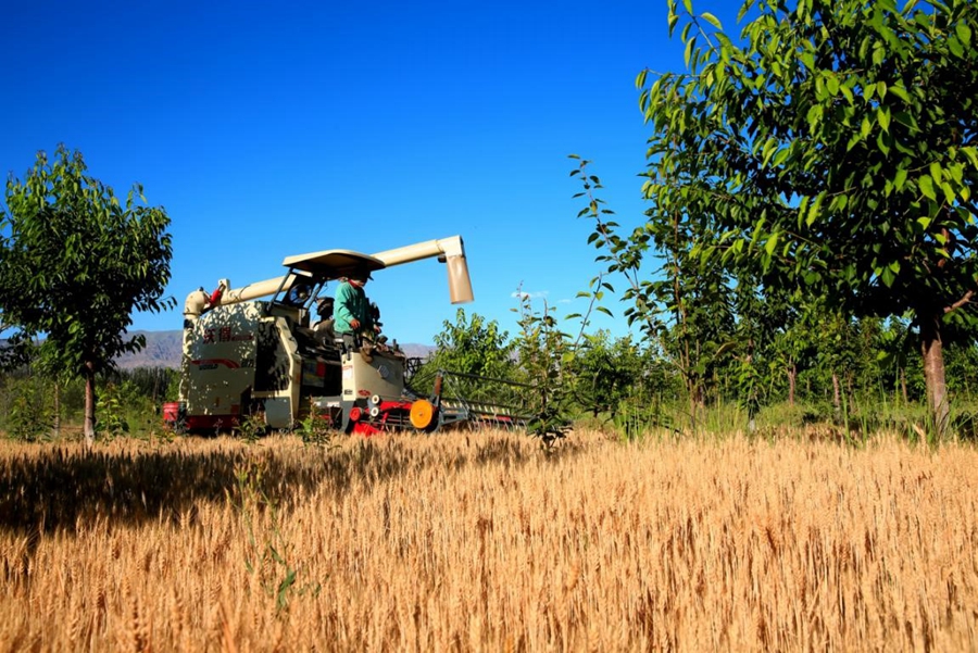 More harvests but less water consumption in China