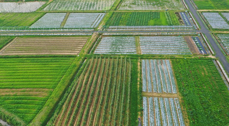 New-type markets send food from the field to the cooking pot directly