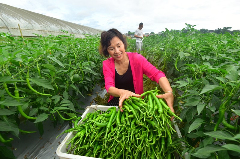 New-type markets send food from the field to the cooking pot directly