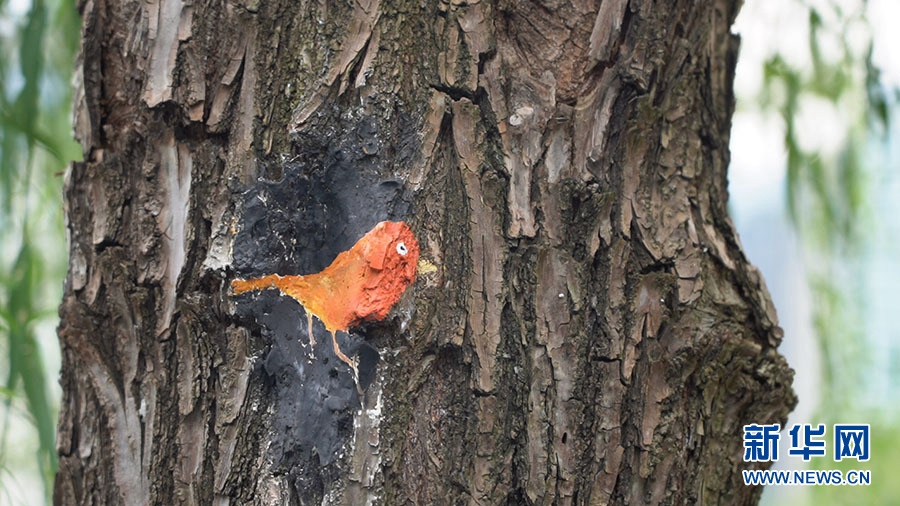 Park in Wuhan dresses tree wounds with paintings of cute animals