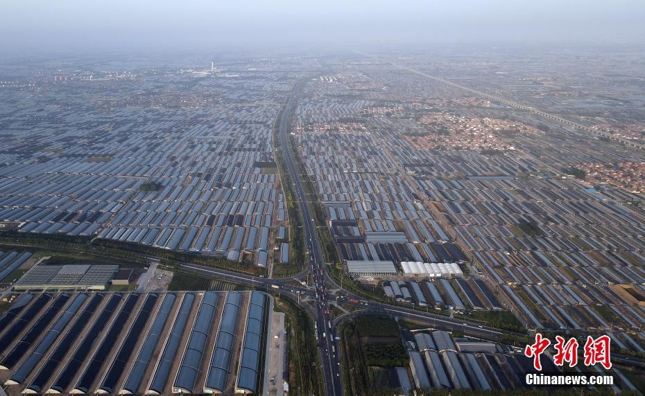 Shouguang in E China's Shandong boosts vegetable farming efficiency through smart greenhouses