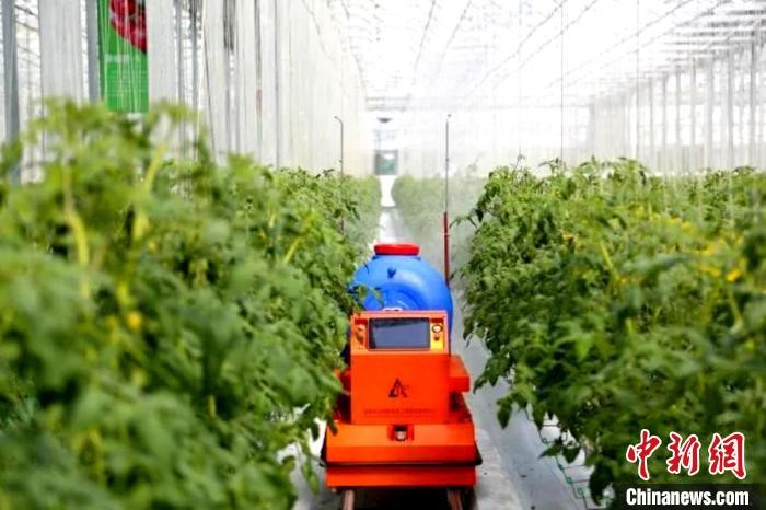 Shouguang in E China's Shandong boosts vegetable farming efficiency through smart greenhouses