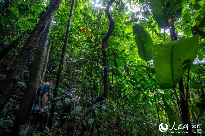 A trip to China’s northernmost tropical forest in SW Yunnan province