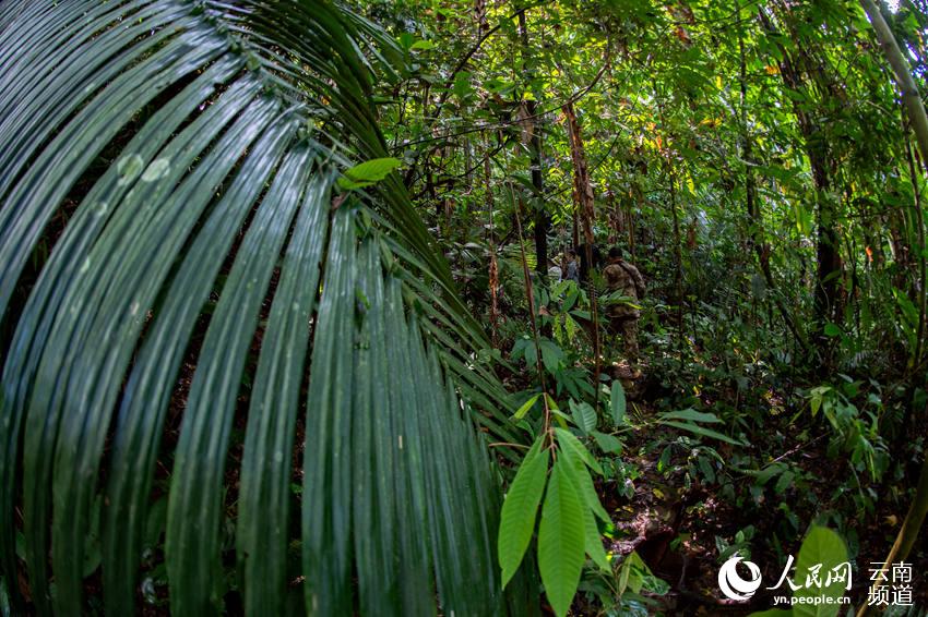 A trip to China’s northernmost tropical forest in SW Yunnan province