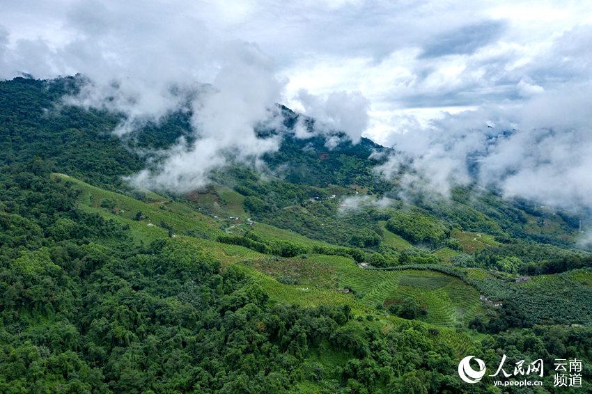 A trip to China’s northernmost tropical forest in SW Yunnan province