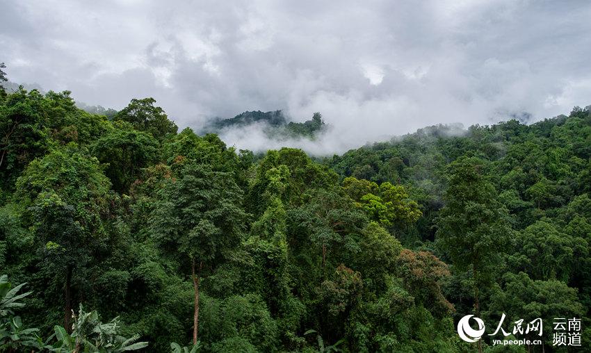 A trip to China’s northernmost tropical forest in SW Yunnan province