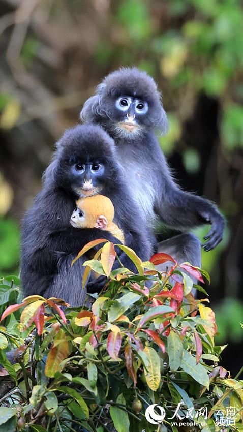 Protection of rare monkeys helps increase villagers’ income in SW China