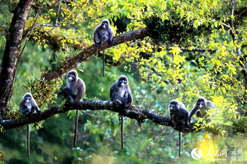 Protection of rare monkeys helps increase villagers’ income in SW China