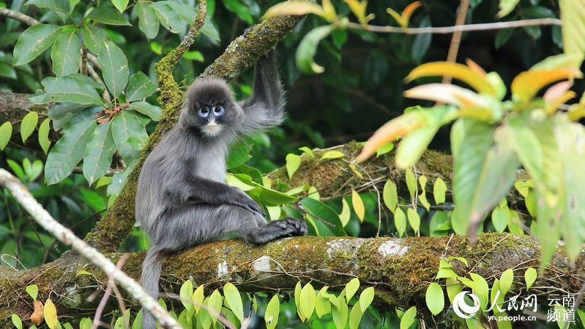 Protection of rare monkeys helps increase villagers’ income in SW China