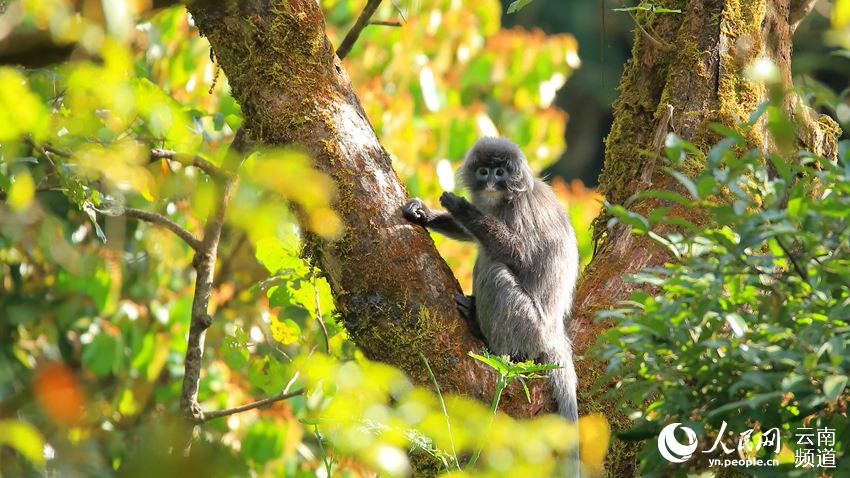 Protection of rare monkeys helps increase villagers’ income in SW China