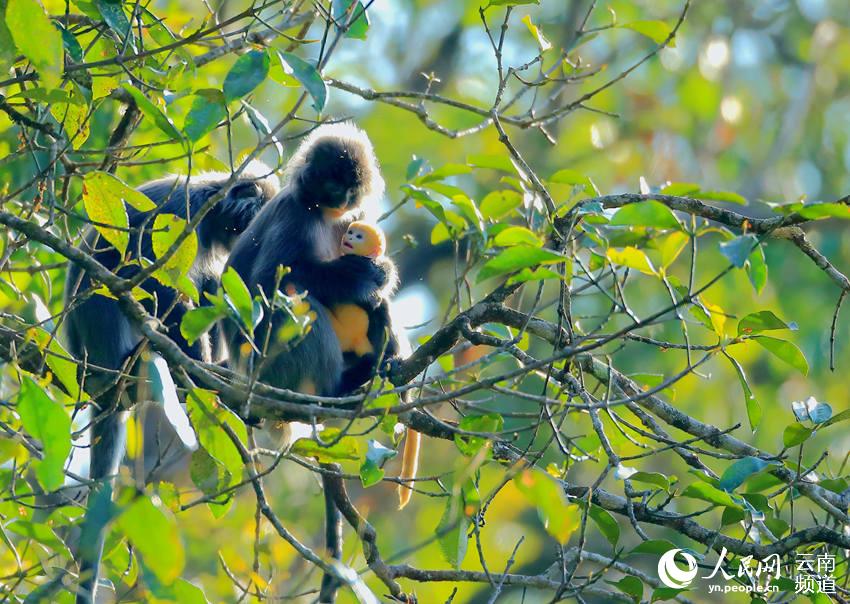 Protection of rare monkeys helps increase villagers’ income in SW China