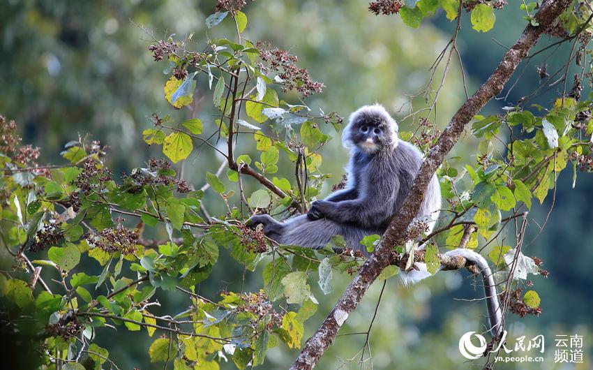 Protection of rare monkeys helps increase villagers’ income in SW China