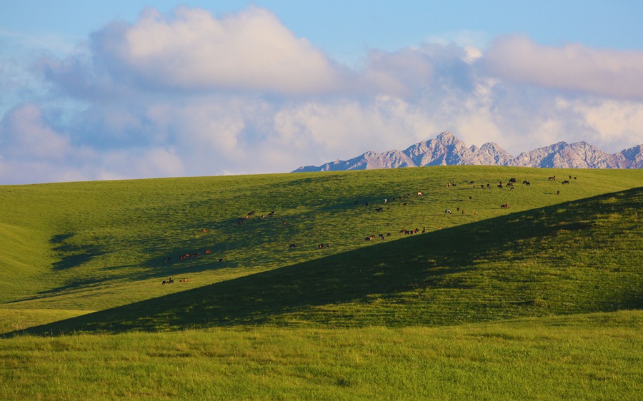 Beautiful scenery of horse breeding farm in Gansu