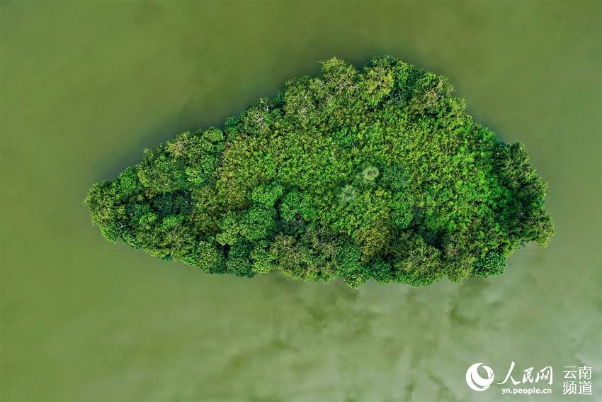 In pics: Park in SW China’s Yunnan becomes a paradise for birds, boasts rich biodiversity