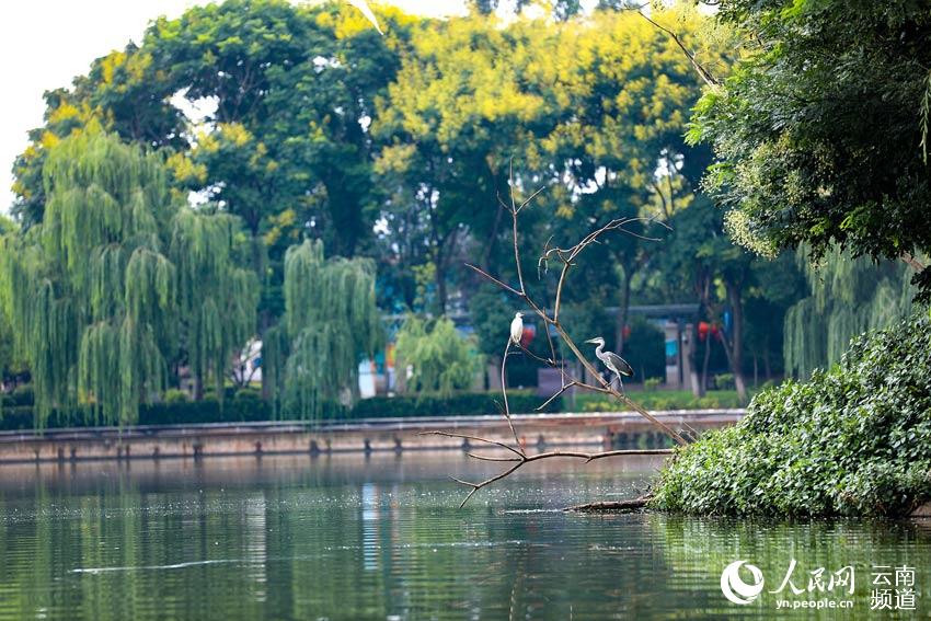 In pics: Park in SW China’s Yunnan becomes a paradise for birds, boasts rich biodiversity