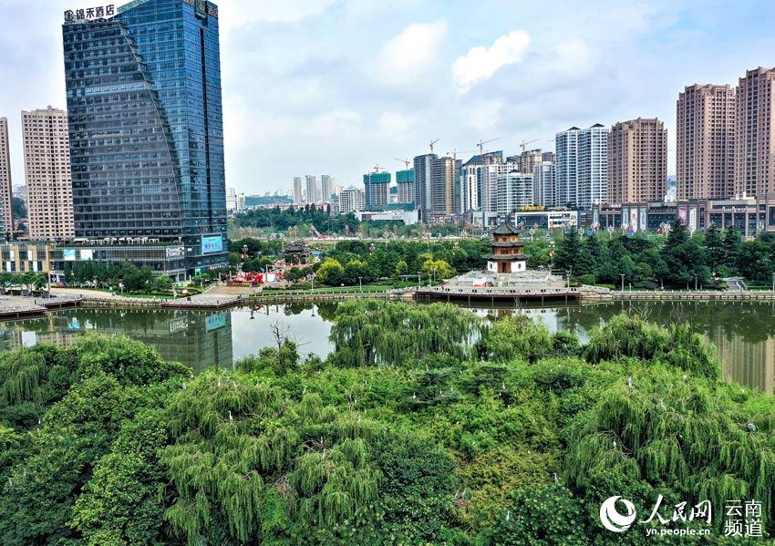 In pics: Park in SW China’s Yunnan becomes a paradise for birds, boasts rich biodiversity