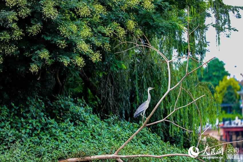 In pics: Park in SW China’s Yunnan becomes a paradise for birds, boasts rich biodiversity