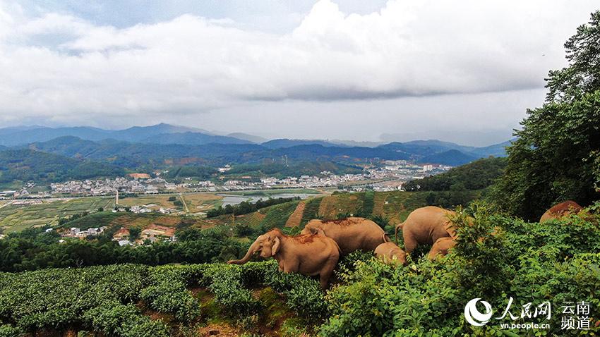 Asian elephants in China under better protection thanks to multiple efforts