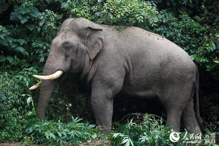 Stories of wild Asian elephants in SW China’s Yunnan