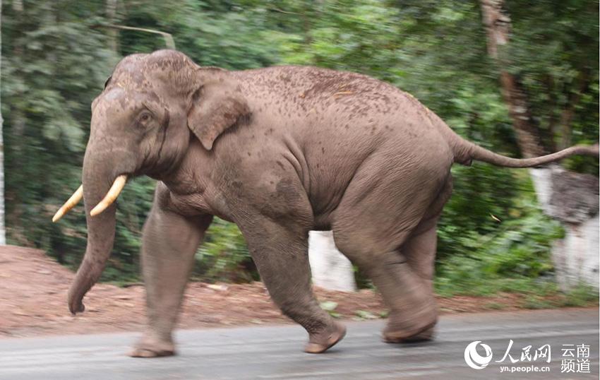 Stories of wild Asian elephants in SW China’s Yunnan