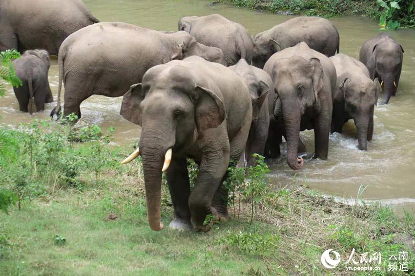 Stories of wild Asian elephants in SW China’s Yunnan