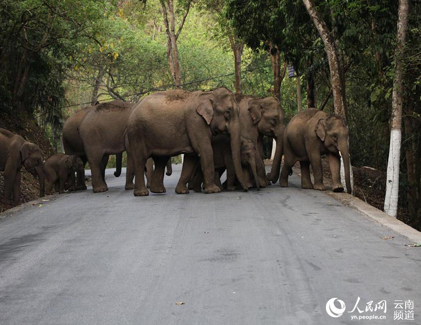 Stories of wild Asian elephants in SW China’s Yunnan