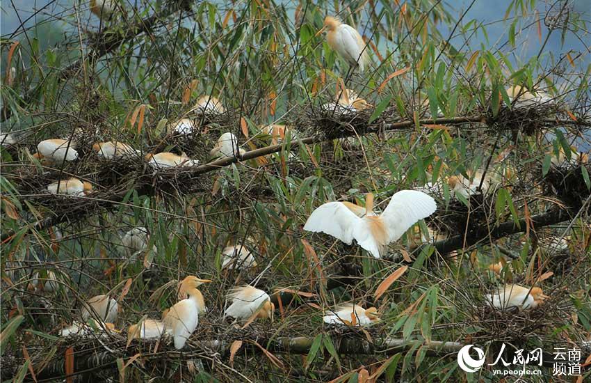 In pics: Come and watch 67 kinds of water birds at Tengchong in China’s Yunnan Province