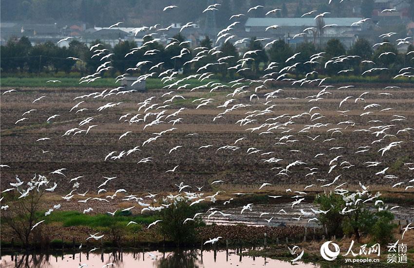 In pics: Come and watch 67 kinds of water birds at Tengchong in China’s Yunnan Province