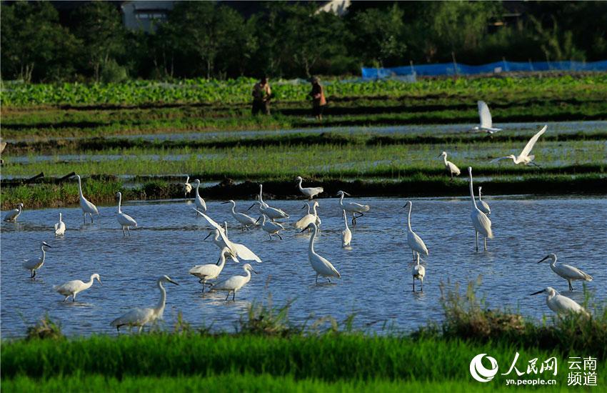 In pics: Come and watch 67 kinds of water birds at Tengchong in China’s Yunnan Province