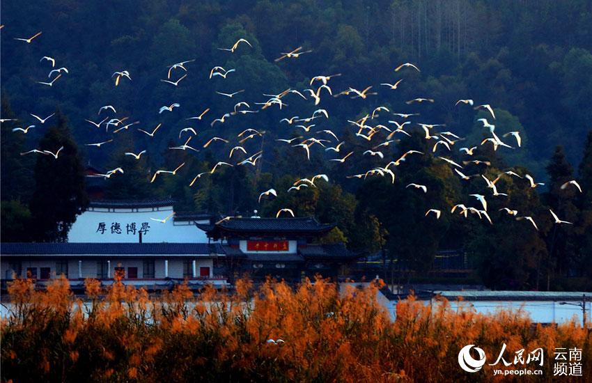 In pics: Come and watch 67 kinds of water birds at Tengchong in China’s Yunnan Province