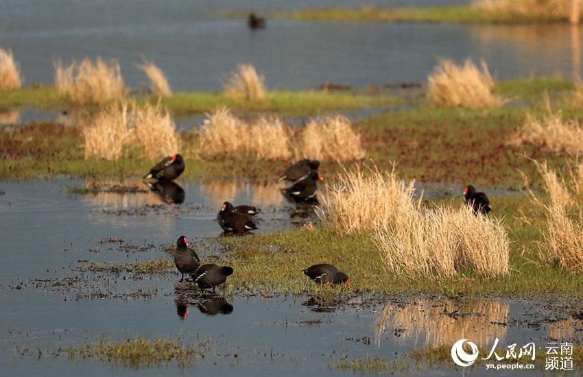 In pics: Come and watch 67 kinds of water birds at Tengchong in China’s Yunnan Province