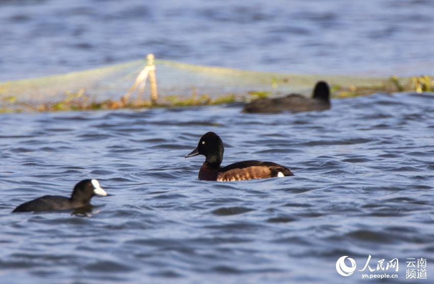 In pics: Come and watch 67 kinds of water birds at Tengchong in China’s Yunnan Province