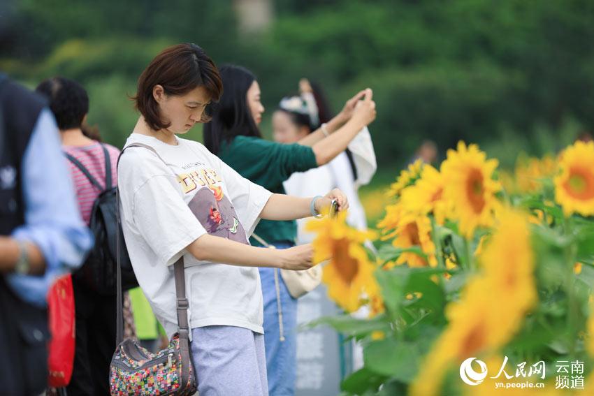 In China’s Yunnan, sunflowers paint an idyllic picture