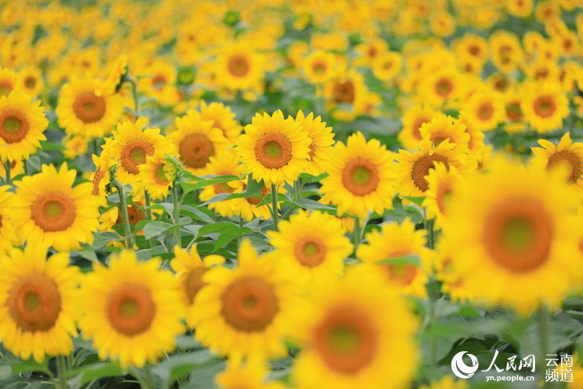 In China’s Yunnan, sunflowers paint an idyllic picture