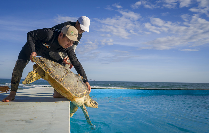 Turtles released back into sea in Hainan