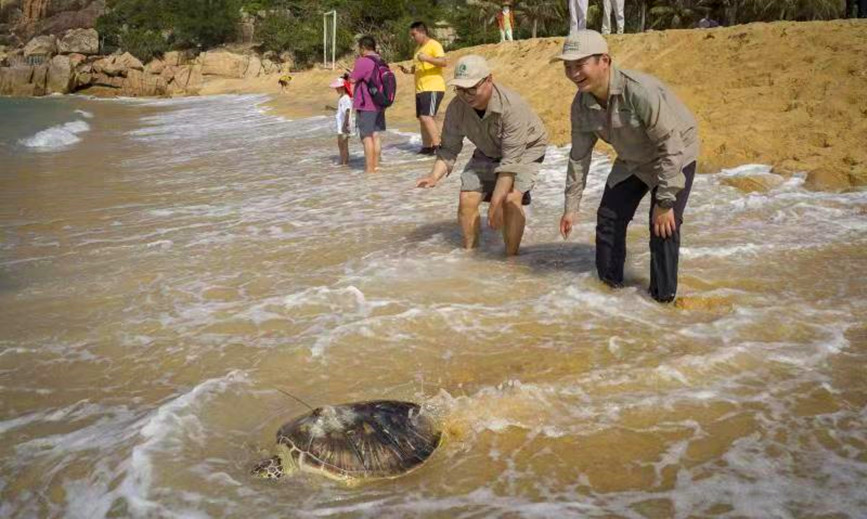 Turtles released back into sea in Hainan