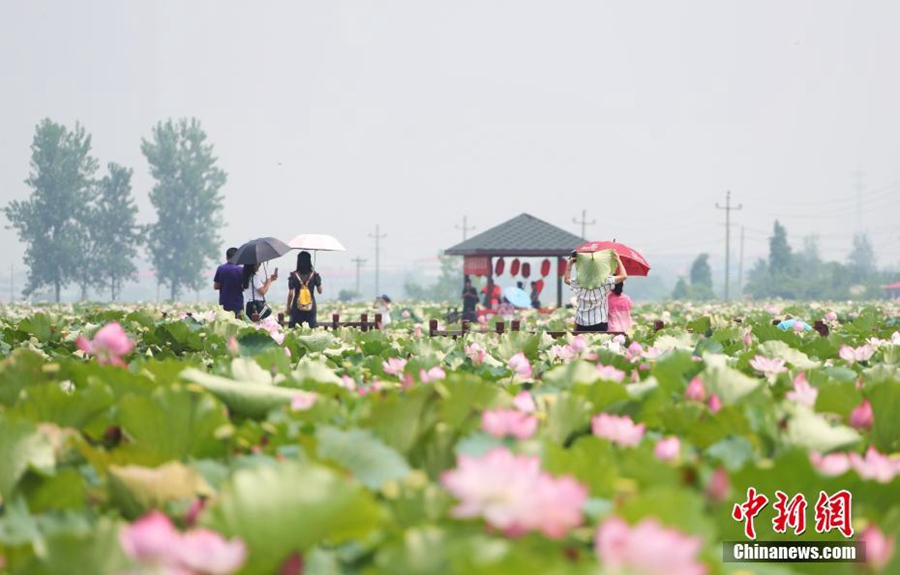 Lotus-related industry drives China's rural economic growth